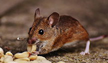 24 Hour & Emergency Exterminators in St Francisvle, IL